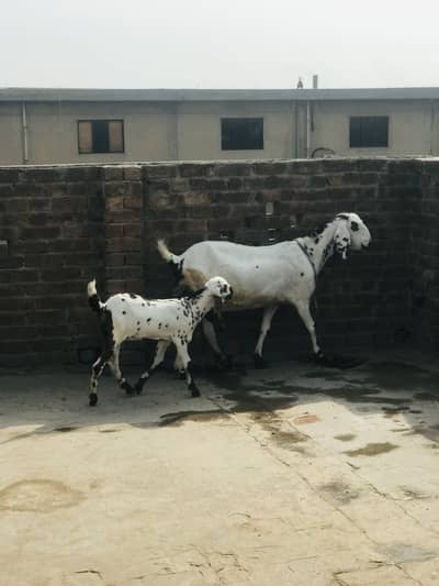 dysi bakri or 2 maheny ki path