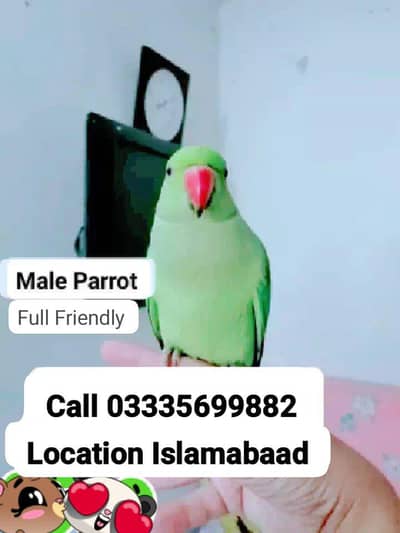 Fixed 6000 Hand Tamed Friendly Green Ring Neck Male Parrot Jumbo Size