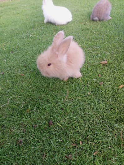 Lion head Bunnies / Fancy Rabbits/ Teddy bear bunnies for sale