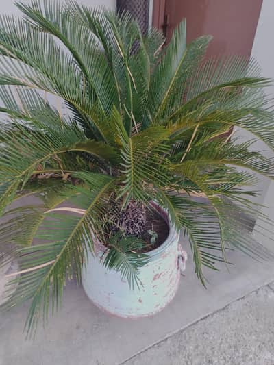 Sago Palm aka Kanghi Palm