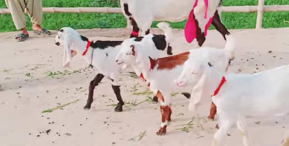 3 Bacchon Ka Sath Desi Bakri For Sale call _ 0370=4815728