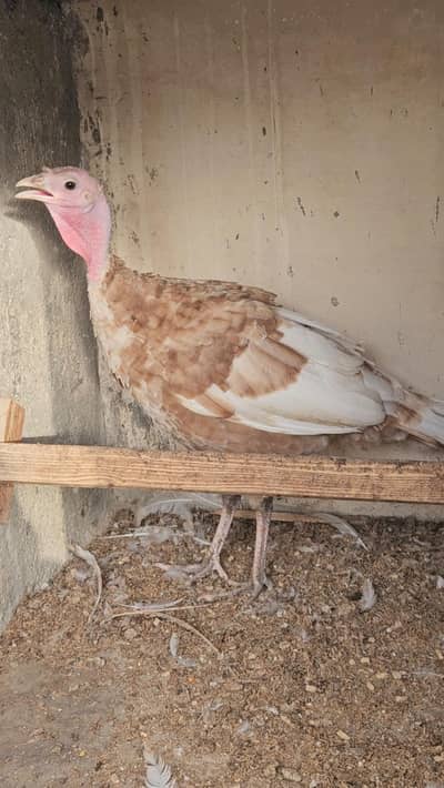turkey female