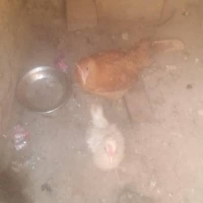golden Desi murghi behtreen or aik white murgha pair h