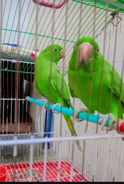 GREEN PARROT PAIR HAND TAME
