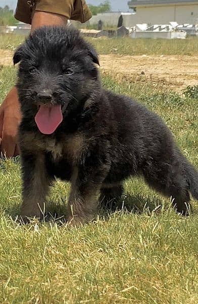 German shepherd long cout mail for sale active and healthy