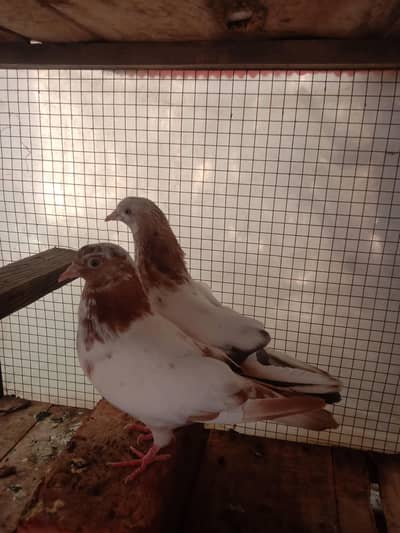 High fly Lal Sara breedar Pair