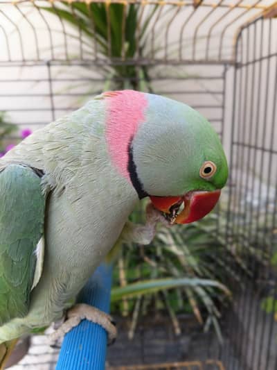 Kashmiri Parrot  Male