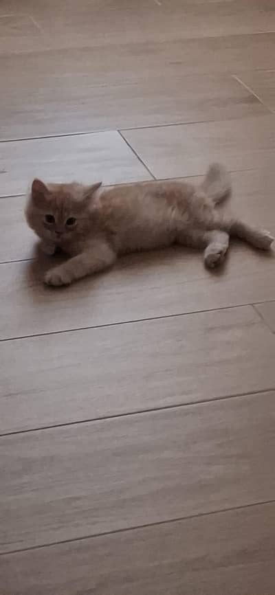 healthy male kitten pet