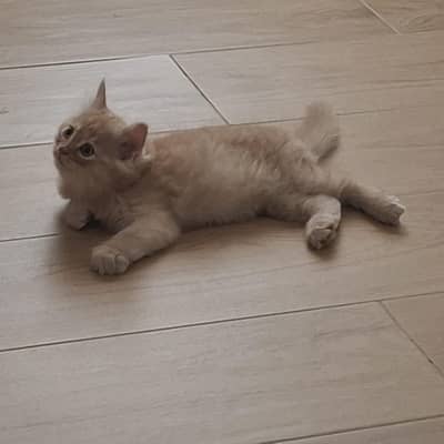 Healthy and loving Persian male kitten pet
