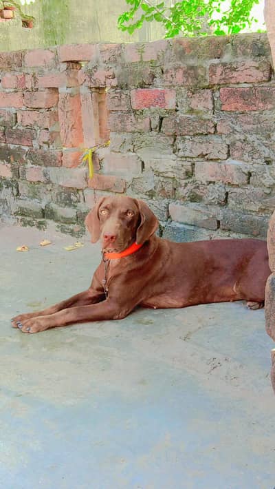 pointer female for sale