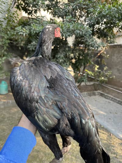 Mushki female
