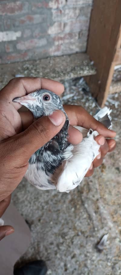 out class breeders 2 pair parhi parha Yung star 03104996580