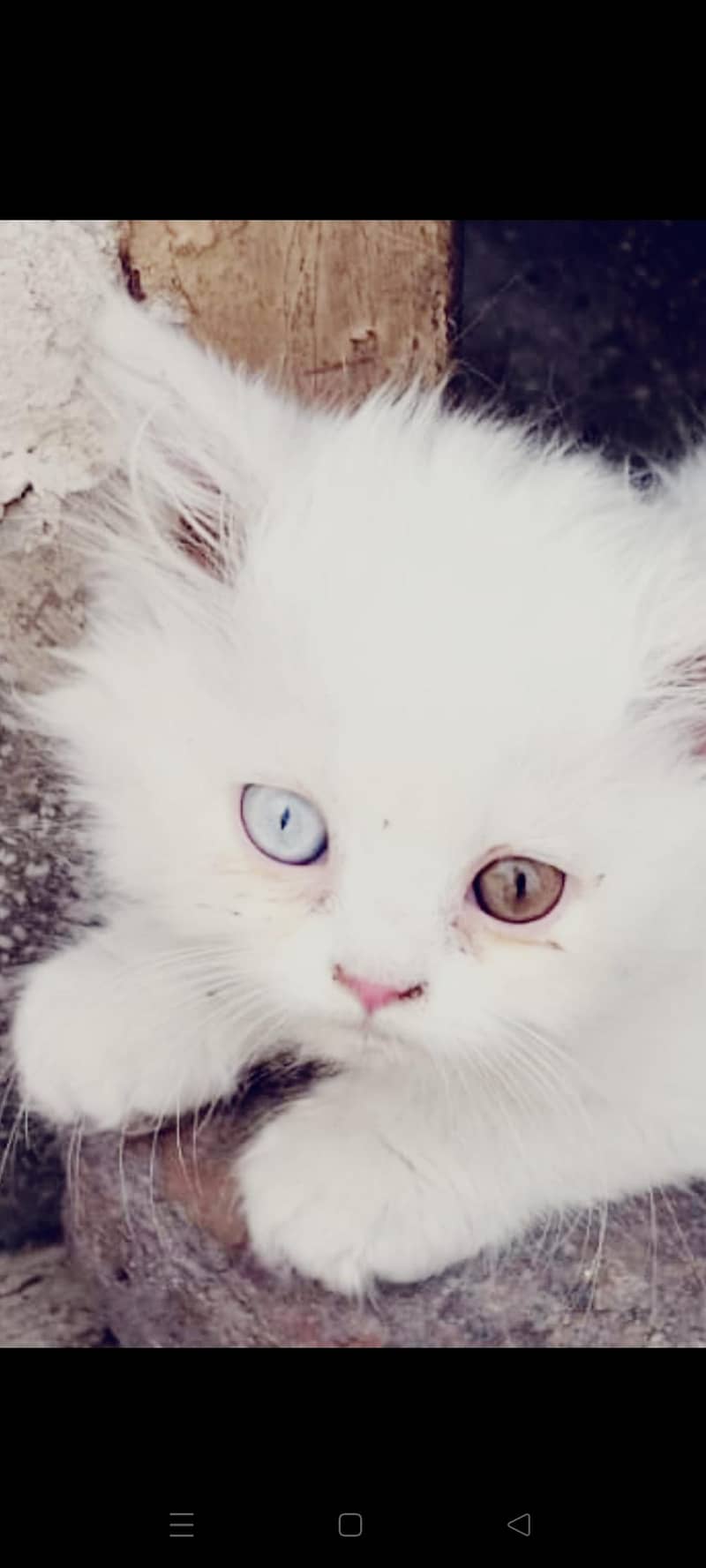 kittens 1