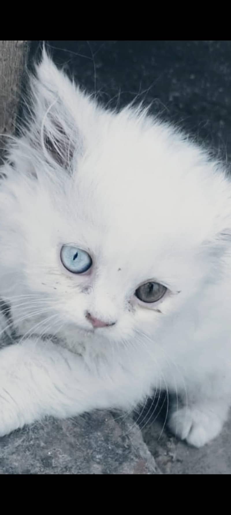 kittens 2