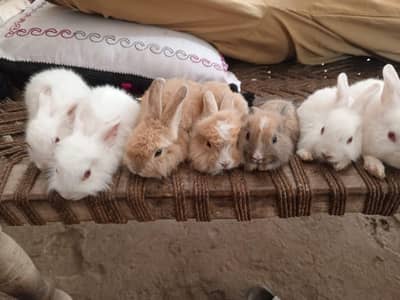 English engora bunny for sale SDK Ryk