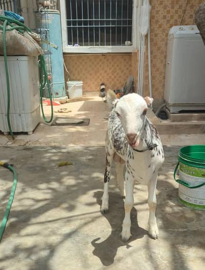 bakra for sale