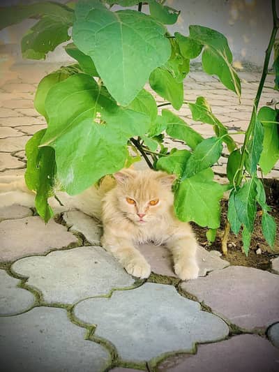 Persian cat beautiful cat