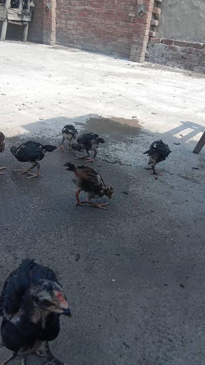 healthy and active chicks for sale