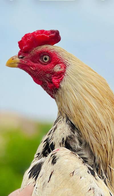 Topla Aseel home breed  with heavy bloodline