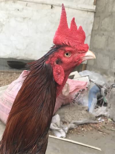 Aseel Sindhi spashal nasal