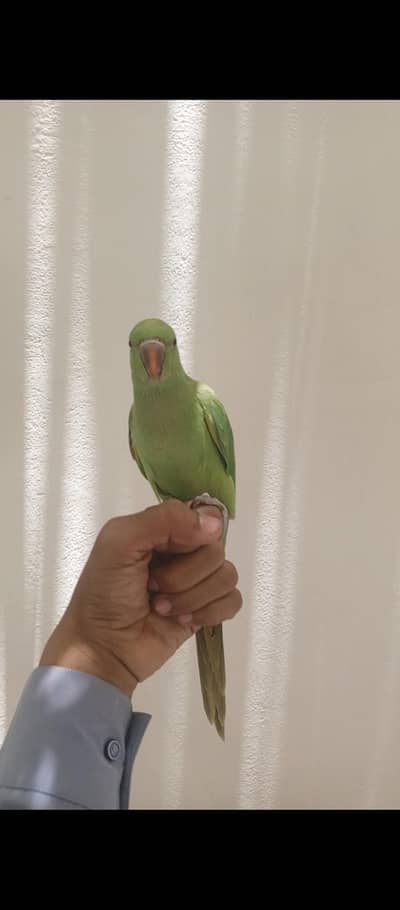 talking parrot  Full active