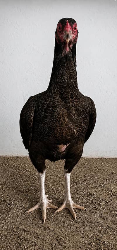 Beautiful Black Aseel Rooster | Full Body View