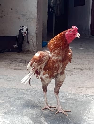 Pela patha for sale