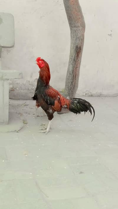 Aseel Murg Pair