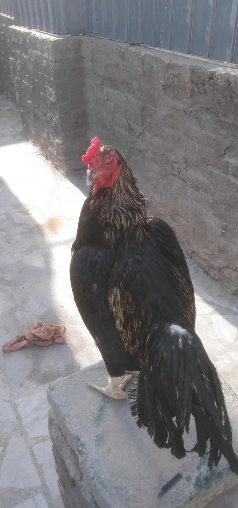 Aseel Meyanwali bredar 03139236634 — photo 2