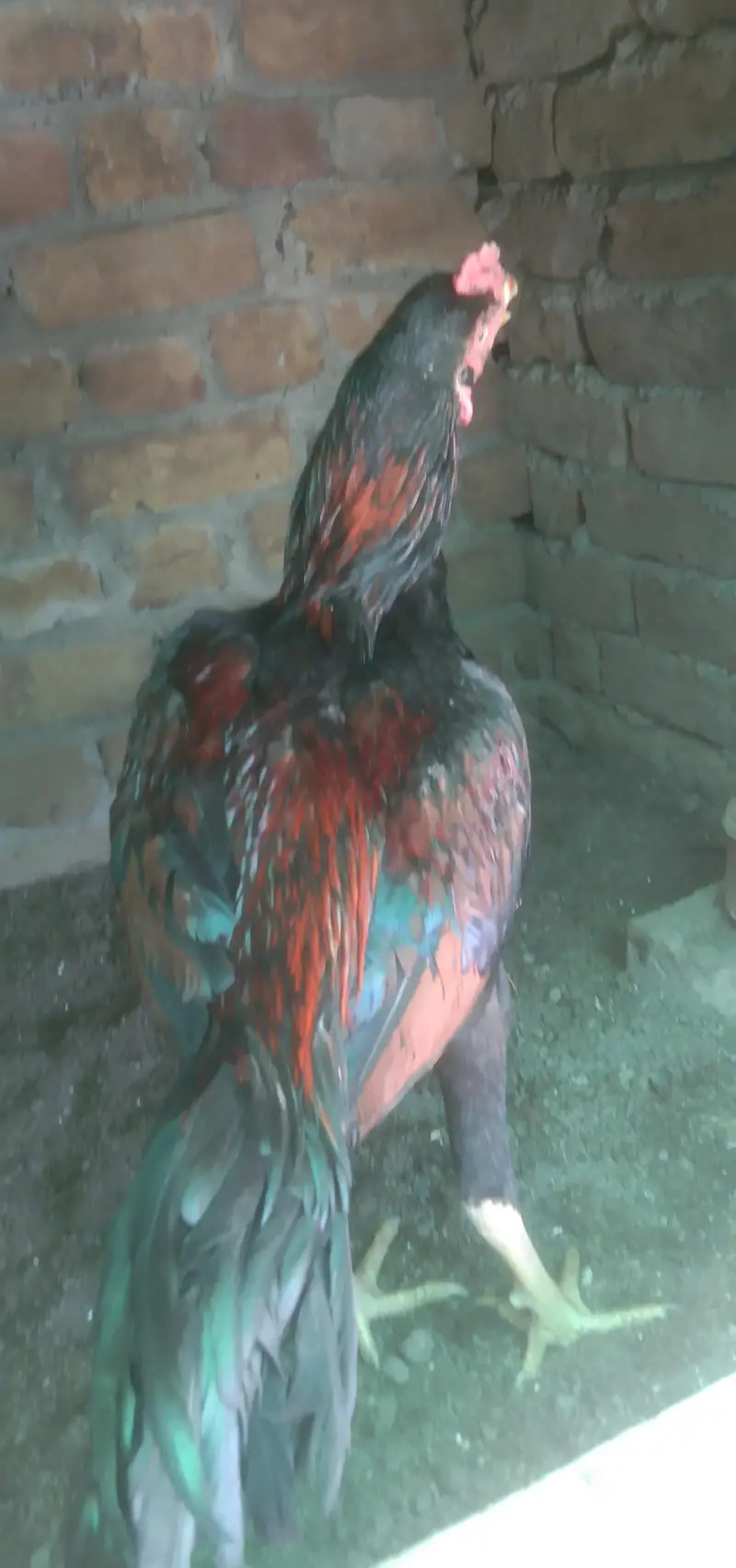 Aseel Meyanwali bredar 03139236634 — photo 7