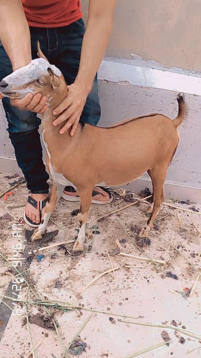 paka Keira tapra