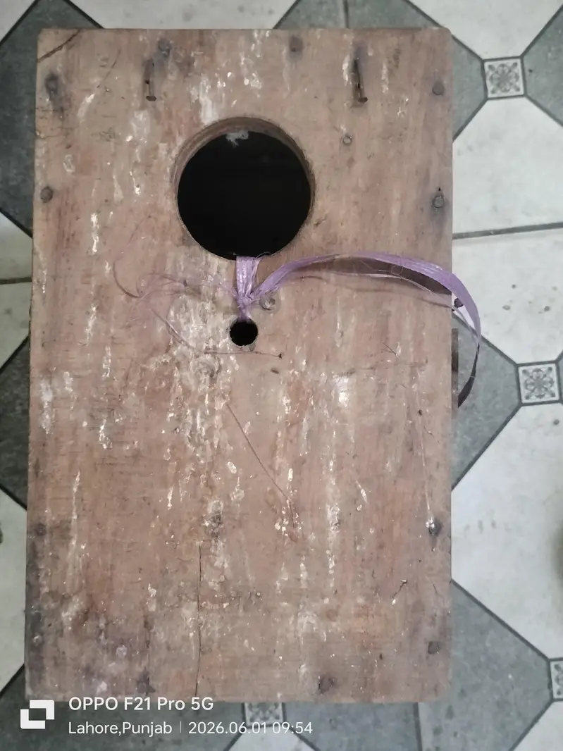 birds breeding box — photo 4