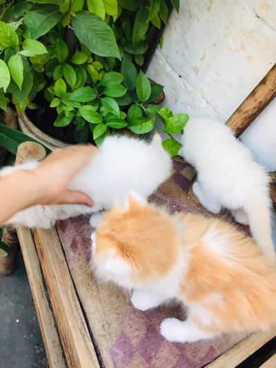 Adorable fluffy kittens are ready for the new homes