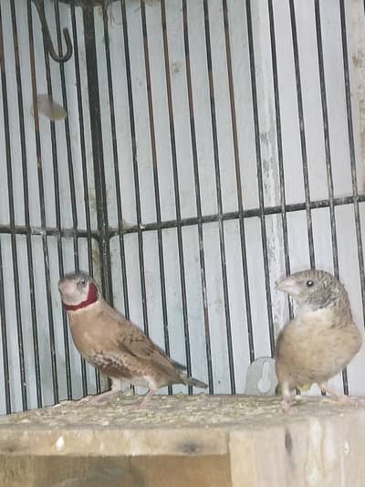 Cut throat breeder pair
