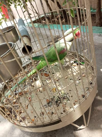 raw parrot for sale