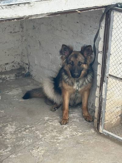 female dog