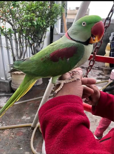 raw parrot male hand Tam and talking