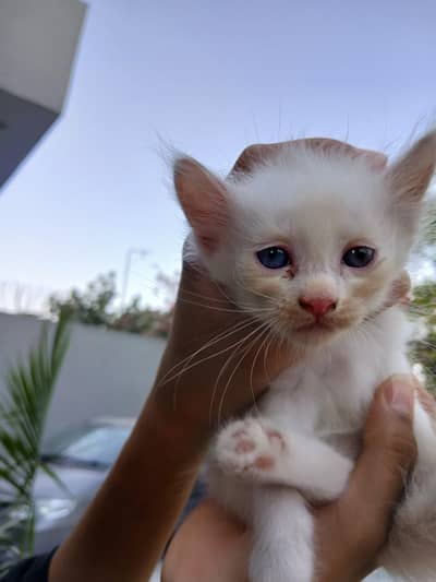 kitten
