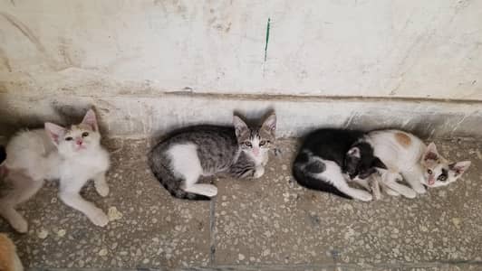 Giving away kittens for free