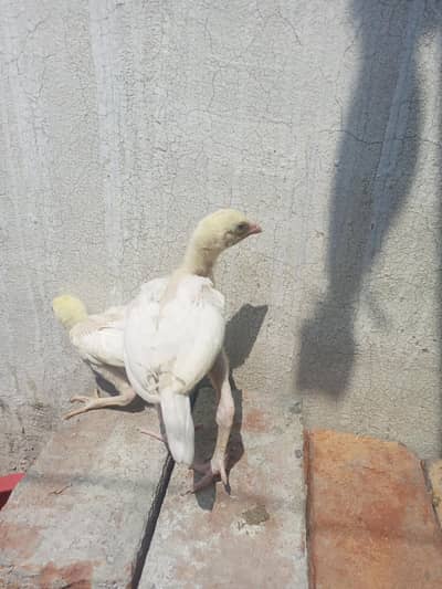 Heera Aseel pair 30 days  ( 03204661930 )