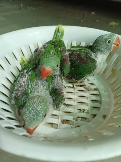 raw parrot chicks
