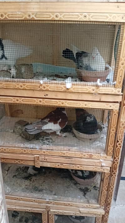 Mix pigeons for sale