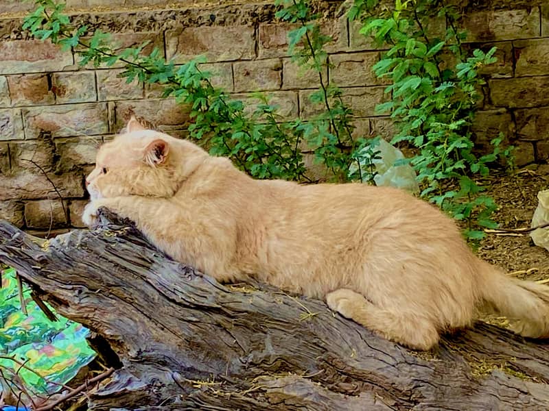 Cat zzzz 0