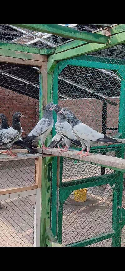 25 teddy Neldume  bachy for sale