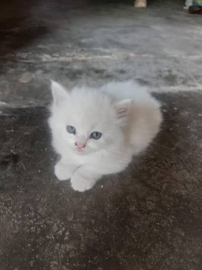 persian cat babies for sale
