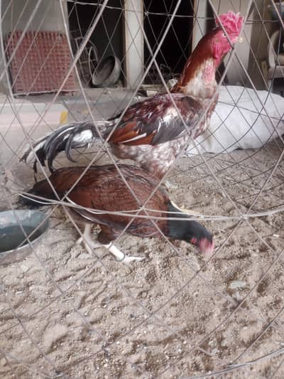 aseel pair for sale