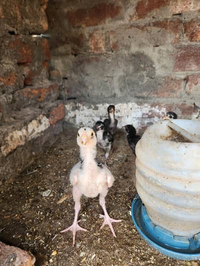 5 chicks for sale 1 male 2 month ka ha kabki 4 1monthy ka