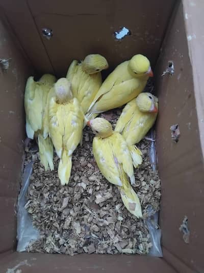 yellow ringneck parrot chicks