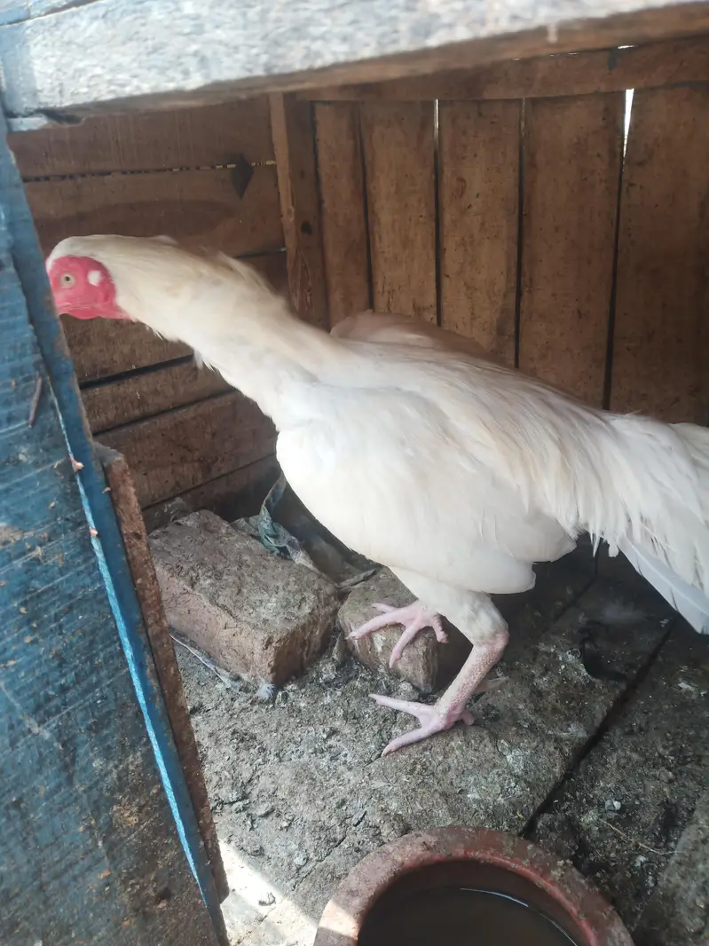 Heera pair. A good quality pair is laying eggs.