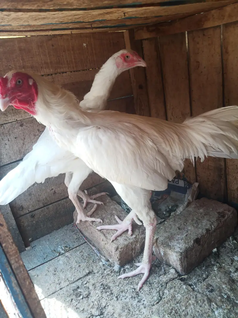 Heera pair. A good quality pair is laying eggs. — photo 2
